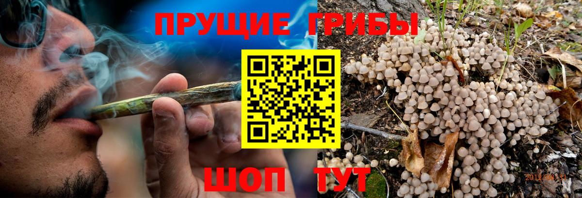 Псилоцибиновые грибы Psilocybe Менделеевск